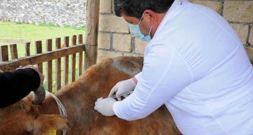 В Азербайджане началась вакцинация скота против ящура и сибирской язвы