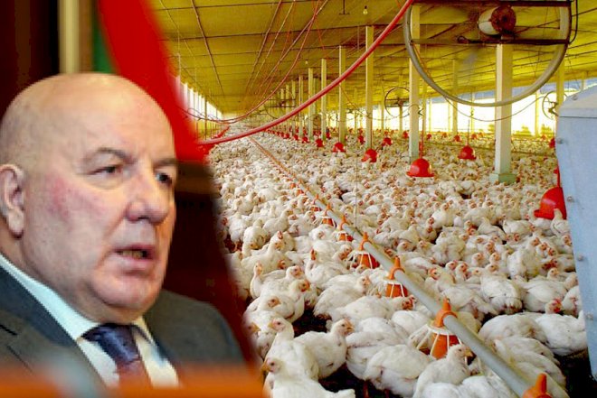 Elman Rüstəmovun toyuqlarına nə olub? – 3 milyonluq zərər