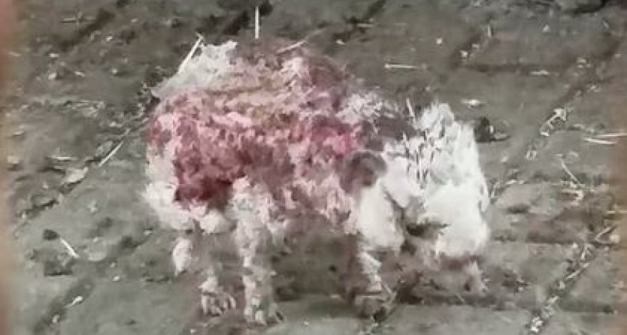 Ежи облысели из-за закрытия зоопарка