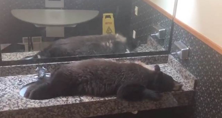 Медведь зашел в отель и лег спать