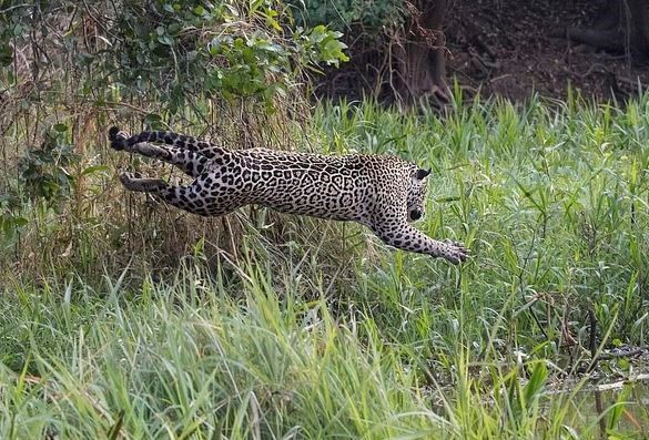 Yaquarla timsahın ölüm-dirim mübarizəsi - VİDEO