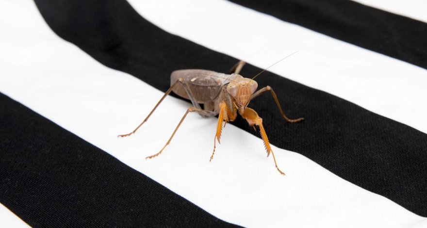 Биологи обнаружили маскирующие способности контрастных полос