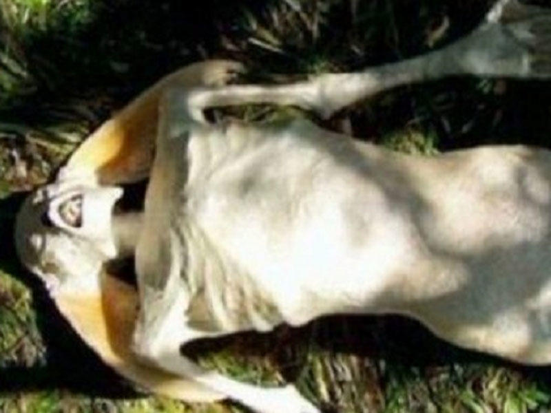 Dəniz sahillərində canlı