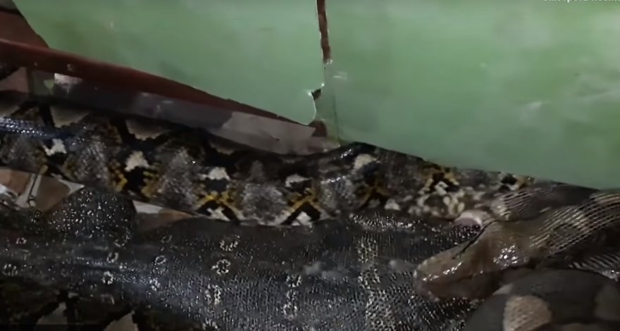 Женщина обнаружила в своем доме питона пытающегося проглотить 1,2 метрового варана - ВИДЕО