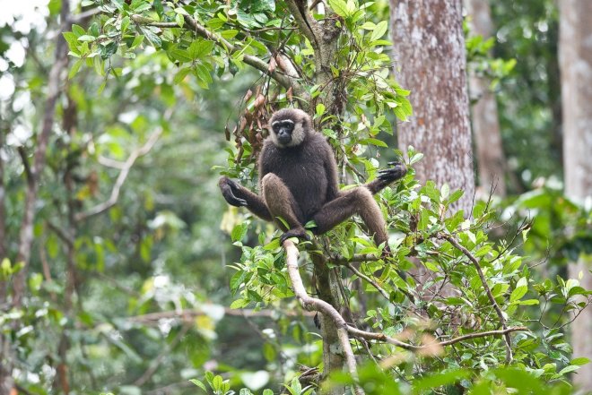 В Габале разыскивают сбежавшую из зоопарка обезьяну