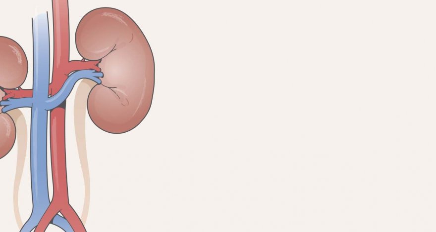 Донорские почки от больных гепатитом С признали безопасными