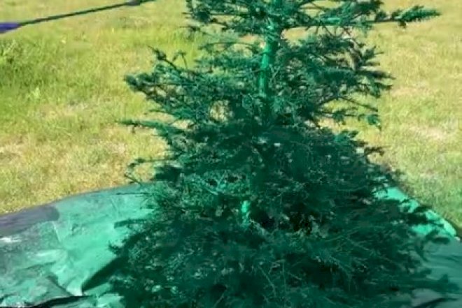 İcra başçısı yanmış ağacları rənglətdirdi - Video