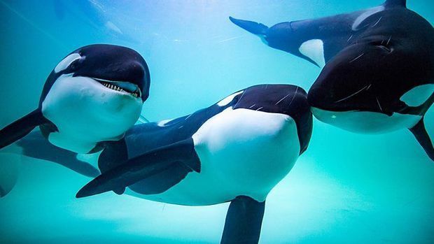 В Аргентине группу косаток выбросило на берег - ВИДЕО