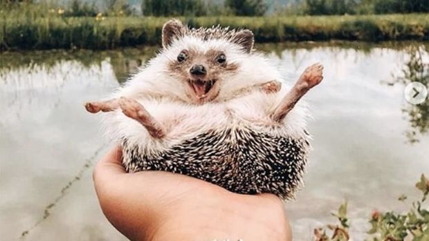 Улыбающийся еж стал звездой Интернета - ФОТО