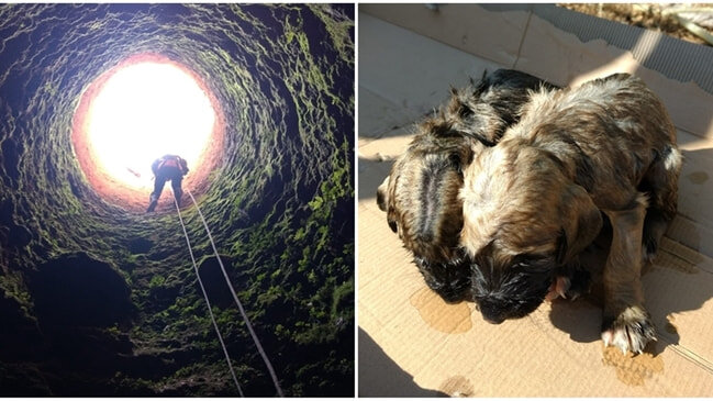 İtlərə qarşı vəhşilik - torbaya salıb... - FOTO