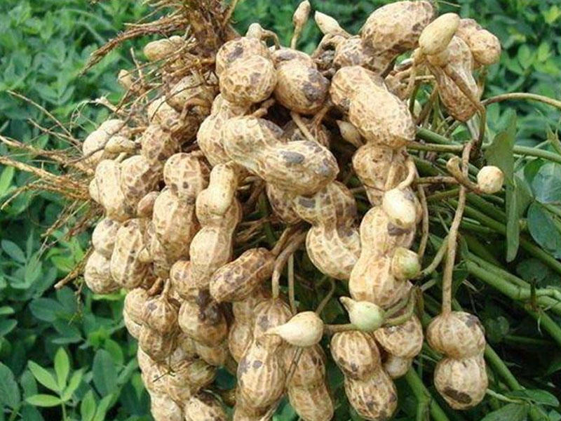 Yerfındığı yığırdılar, bomba partladı: 30 ölü var