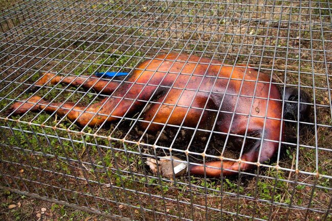 Alimlər ölünün parçalanmasını lentə aldı — 17 ay hərəkət edirmiş - VİDEO (18+)