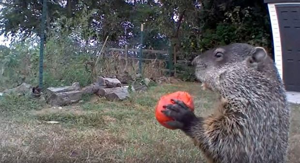 Сурок-воришка стал звездой Инстаграма - ВИДЕО