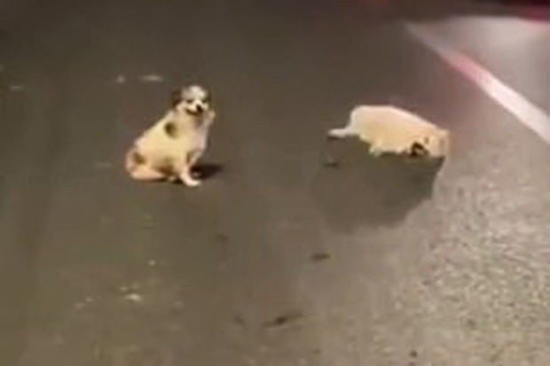 Собака три часа сторожила умирающего друга - ВИДЕО