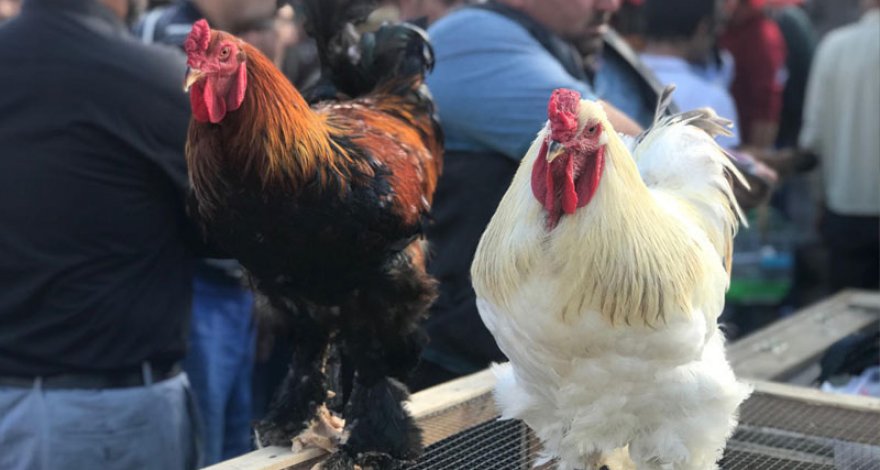 В Баку продают кур за 400 манатов - ФОТО