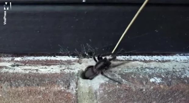 Ядовитый паук вылез из стены и напугал британца - ВИДЕО