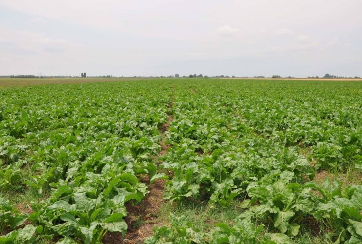 Bu günədək sahələrdən 28 min 226 ton şəkər çuğunduru yığılıb