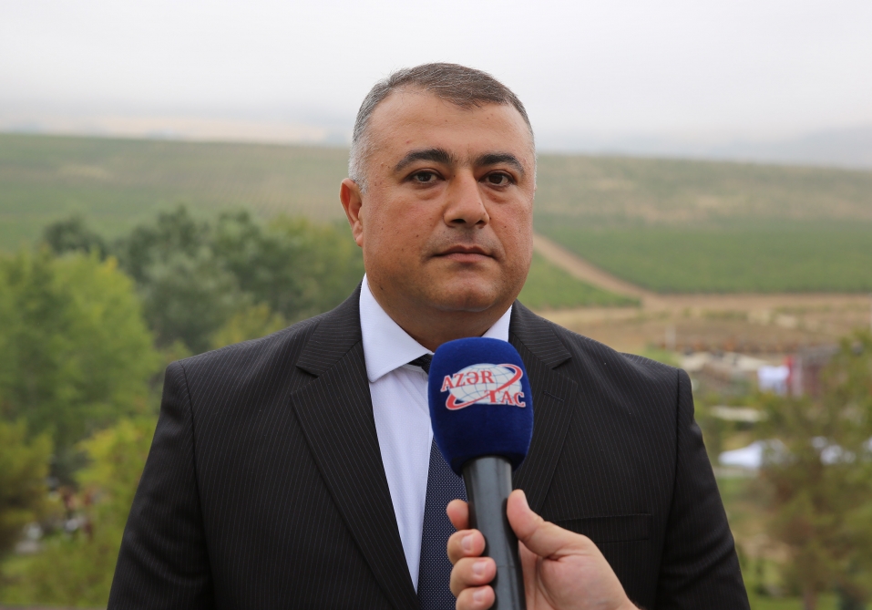 Çay plantasiyalarının hər hektarına görə fermerə ildə 700 manat subsidiya ödənilməsi nəzərdə tutulur