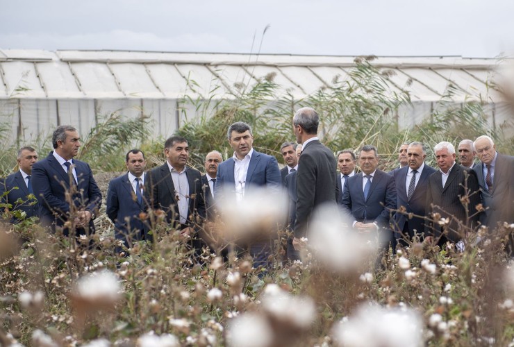 Azərbaycanda kombaynlar vasitəsilə kütləvi pambıq yığımına başlanılıb