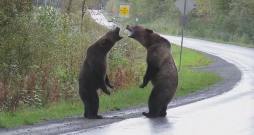 Драка двух медведей гризли на дороге попала на камеру - ВИДЕО