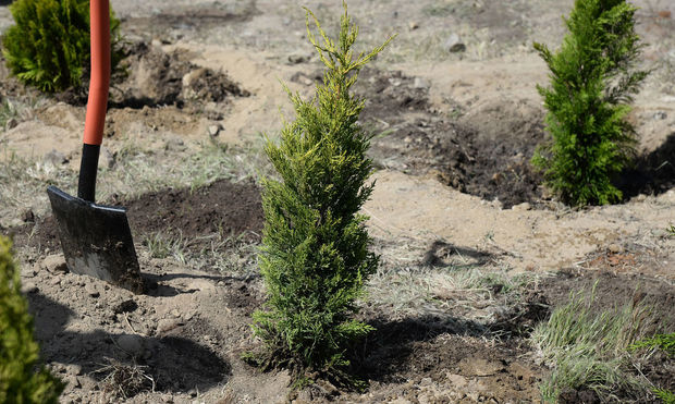 UEFA Bakıda 50 min ağac əkdirəcək