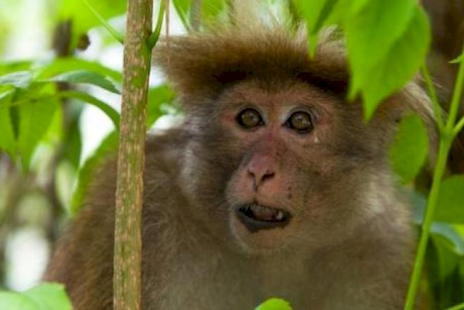 Bakıda əcnəbini meymun dişlədi - Xəstəxanalıq oldu