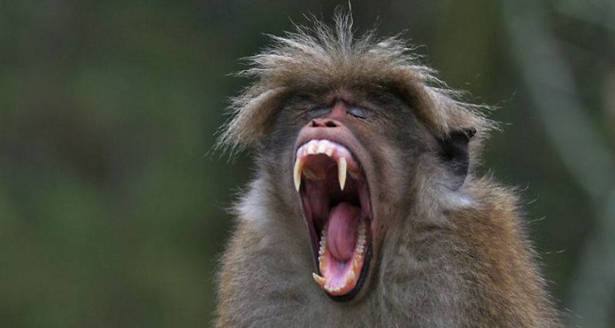 В Баку обезьяна укусила пожилого иностранца