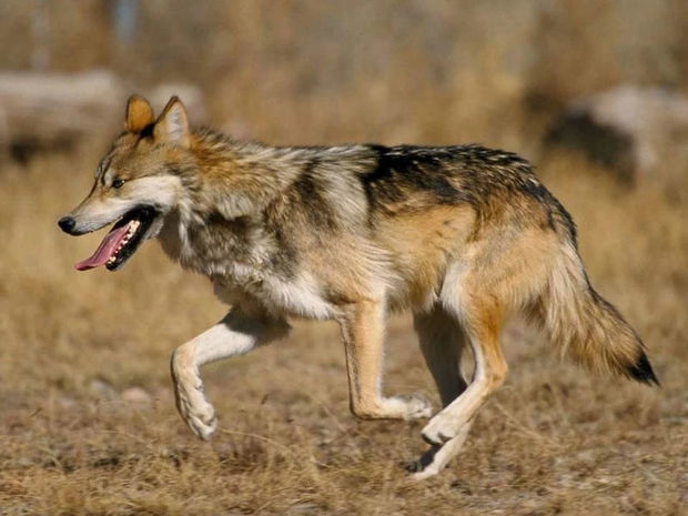 В Барде волки растерзали 17 голов домашнего скота