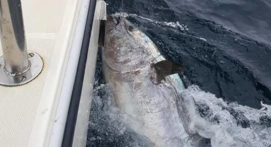 Мужчина поймал редчайшую рыбу - ФОТО