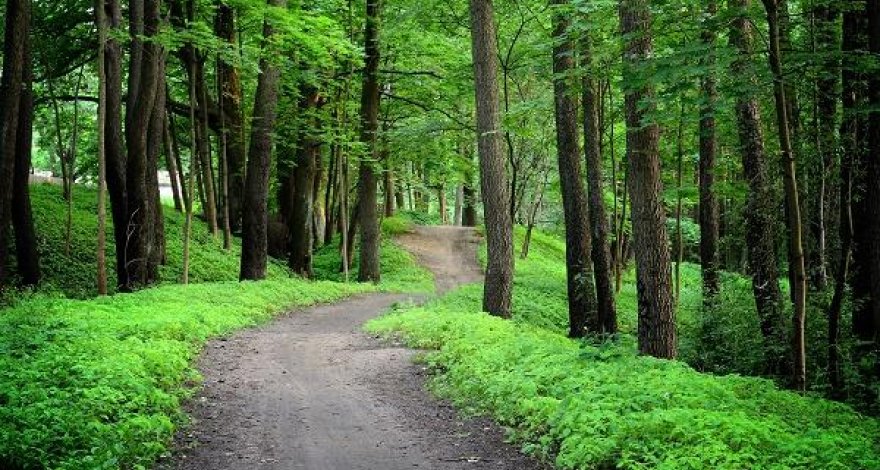 В Огузском лесу избили лесника