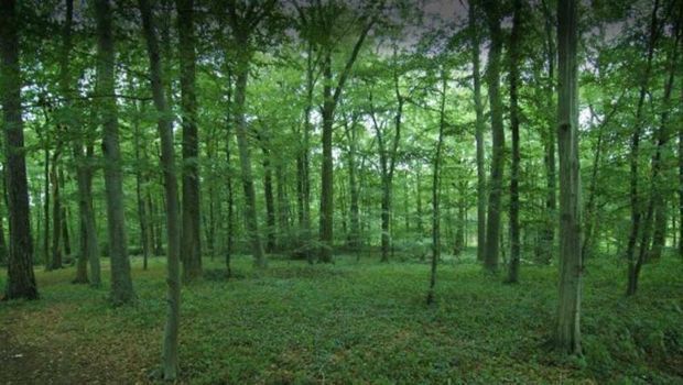 В Огузе лесника избили за съемку