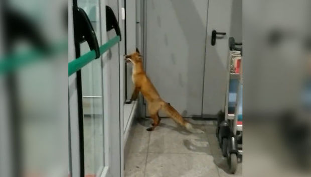 Domodedovo hava limanında tülkü peyda oldu – VİDEO