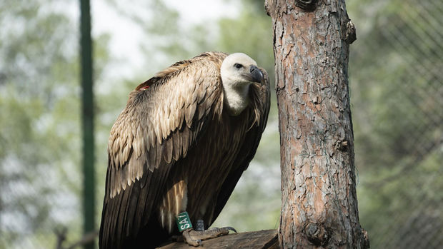 Грифы отбили у газели детеныша и растерзали его - ВИДЕО