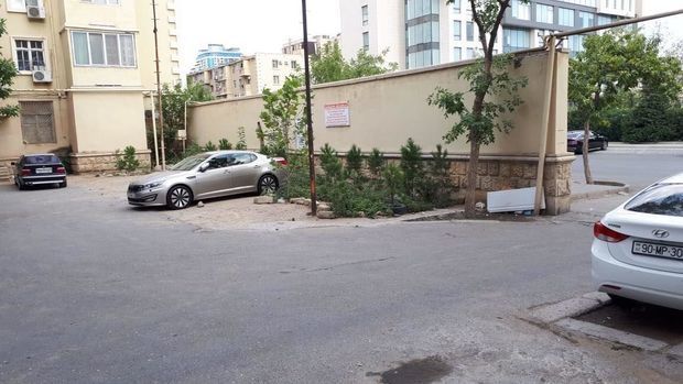 В Баку массово вырубают деревья? - ФОТО