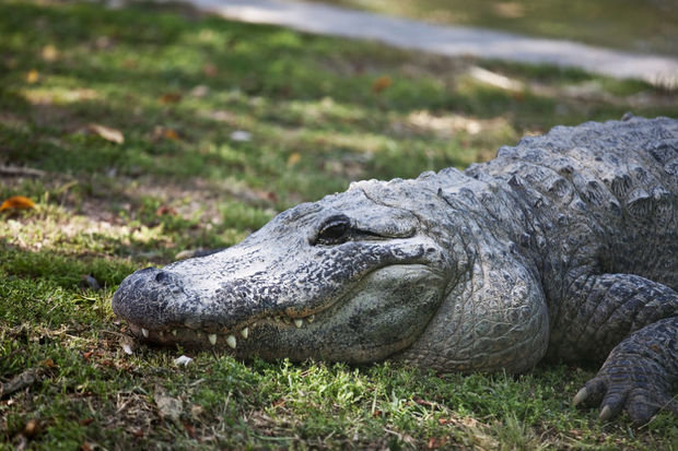 В Подмосковье грузовик размазал крокодила по шоссе - ФОТО