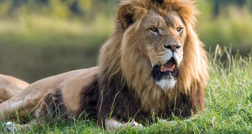 Посетительница зоопарка залезла в вольер, чтобы станцевать перед львом – ВИДЕО