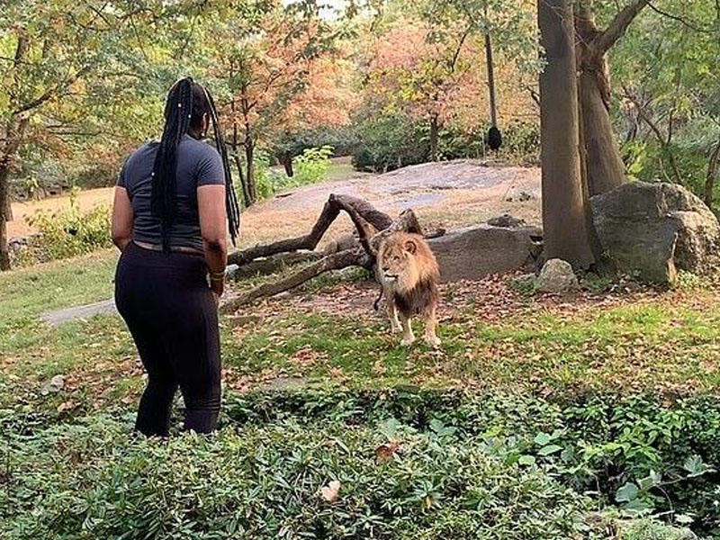 Qadın zoparkda qəfəsə girib, şirə əl elədi - VİDEO - FOTO