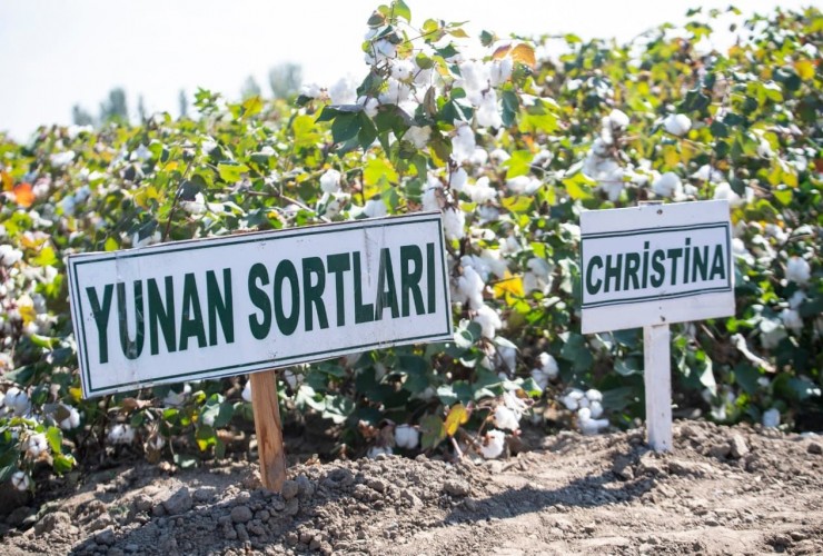 Tərtərdə yunan texnologiyası əsasında becərilmiş pambıq sahəsində yığıma start verilib