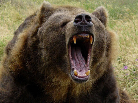 Ayı 50 yaşlı qadını parçalayıb yedi