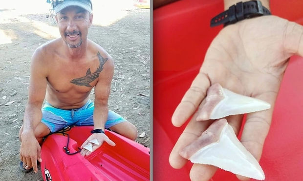 Любовь человека к акуле оставила рыбу без зубов - ФОТО