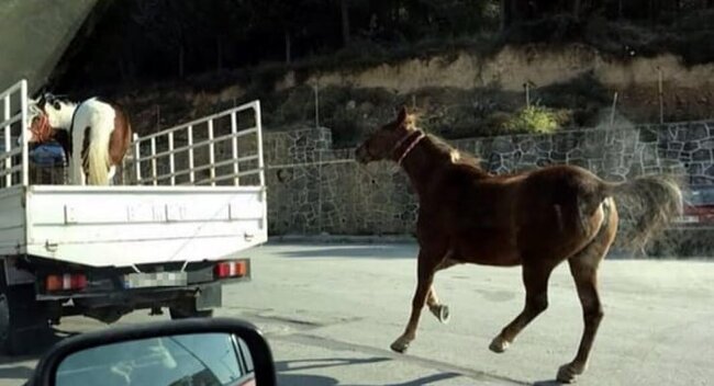 35 yaşlı qadını ata bağlayıb sürüdülər, sonra... - Azərbaycandakı bu olay hamını DƏHŞƏTƏ GƏTİRƏCƏK