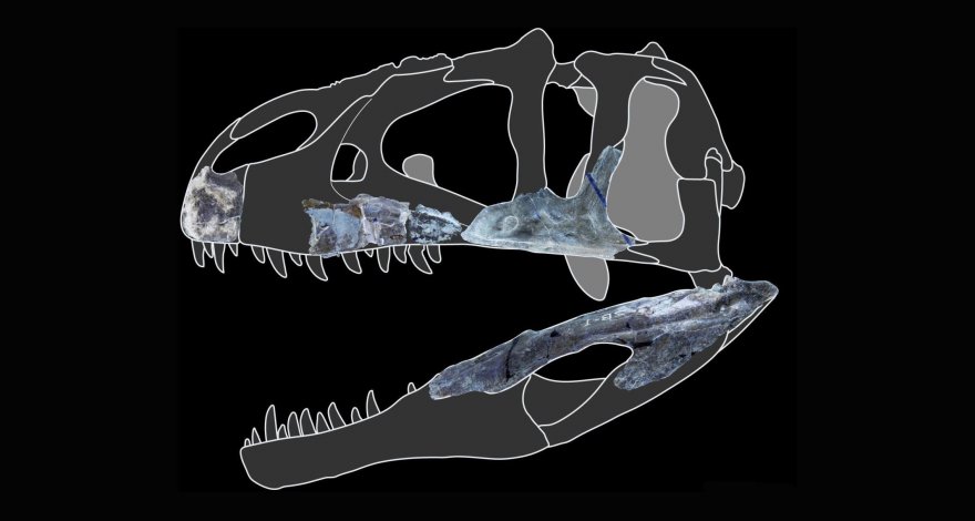В Таиланде открыли новый вид гигантского хищного динозавра