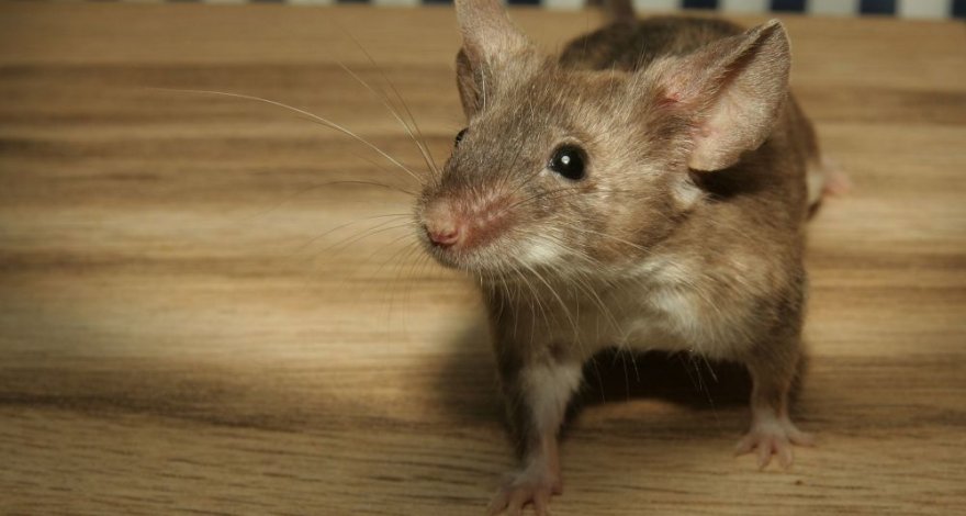 В Саатлы мышь обчистила кассу магазина и спрятала добычу в своей норе – ВИДЕО