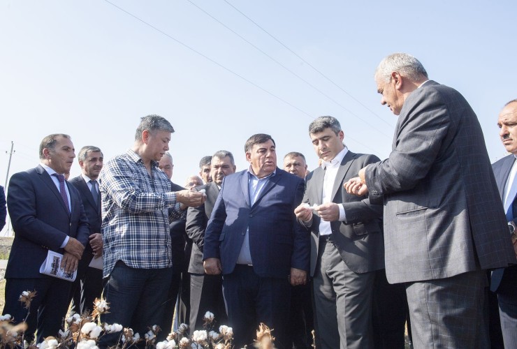 Ucarda Çin texnologiyası əsasında becərilmiş pambıq sahəsində texnika ilə yığıma start verilib