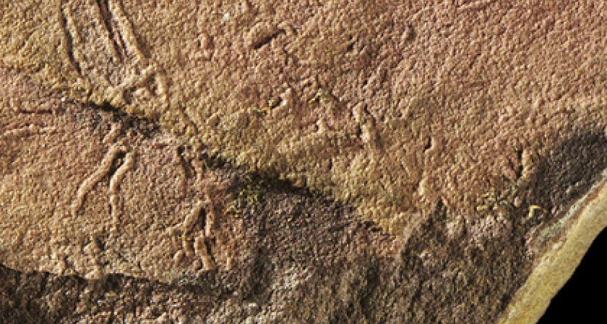 Найдена самая древняя форма сложной жизни на Земле