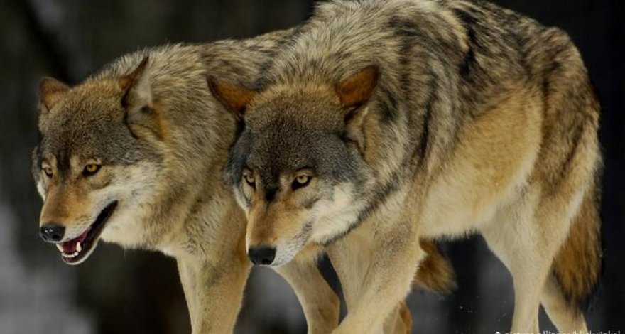 В Загатале волки растерзали 40 овец