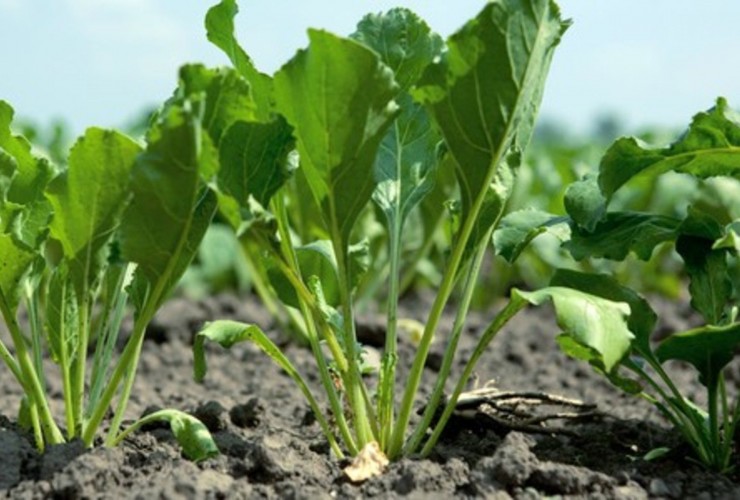 Respublikada tütün və şəkər çuğuduru yığımı davam edir