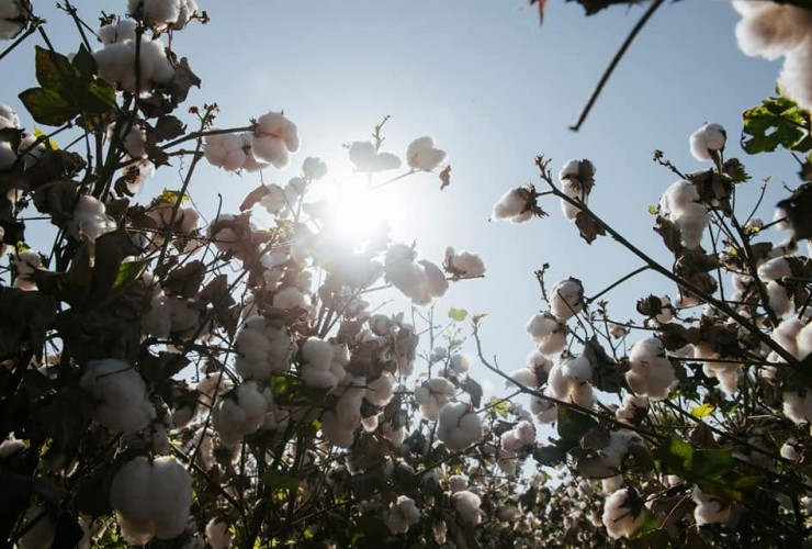Bu günədək qəbul məntəqələrinə 183 min tondan artıq pambıq təhvil verilib