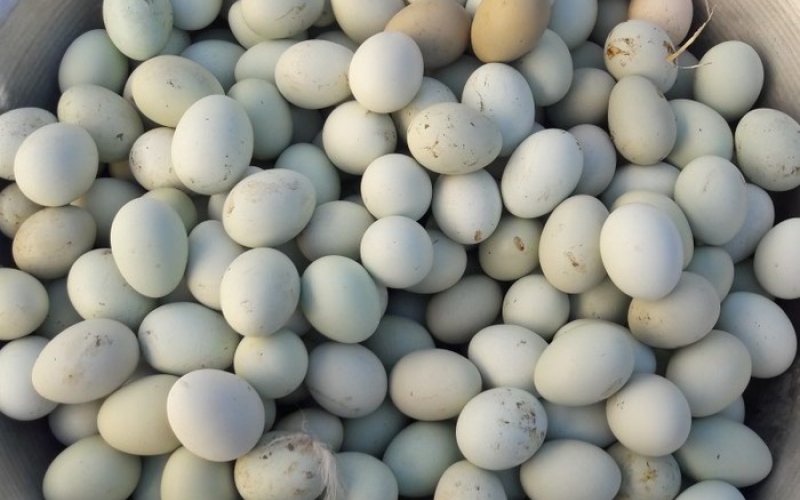 Biri 5 manata satılan yaşıl yumurta Azərbaycanda — Ağdan fərqi nədir?