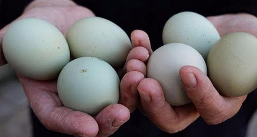 В чем особенность зеленых яиц?